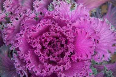 Kale kapatın. Pembe sebze yaprakları, sağlıklı beslenme, vegeta