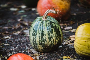 Kabak toprağa yakın çekim