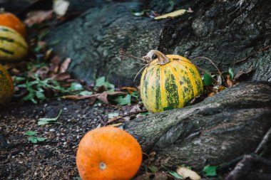 Kabak çim ve ağaç üzerinde Kapat