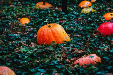 Kabak çim üzerinde Kapat