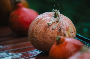 Ahşap üzerine karışık kabaklar kapat