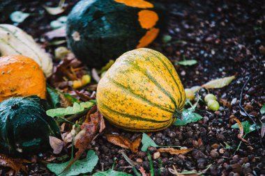 Kabak toprağa yakın çekim