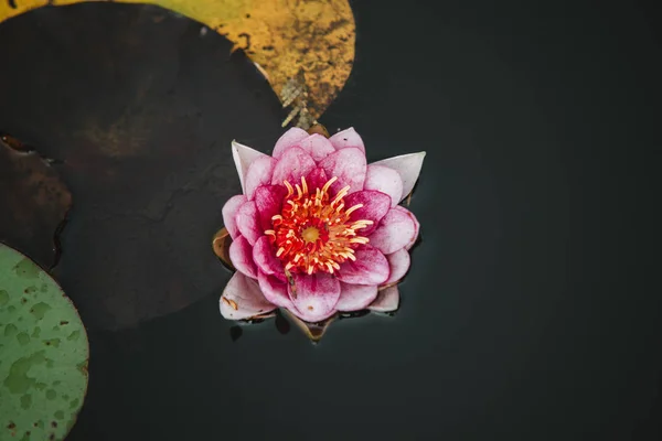 Detailní záběr na lilly květina na vodě, pohled shora — Stock fotografie