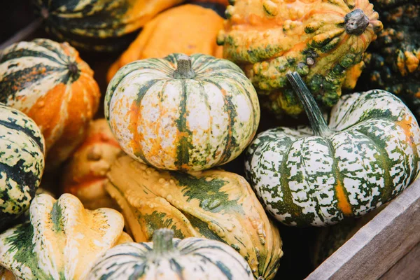 Kabaklar sepeti üzerinde kapat