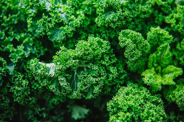 Close up on kale, green background or texture — Stock Photo, Image