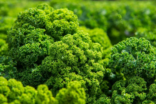 Close up on Kale. Green vegetable leaves, healthy eating, vegeta — Stock Photo, Image