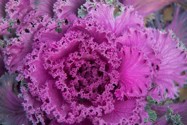 Kale kapatın. Pembe sebze yaprakları, sağlıklı beslenme, vegeta