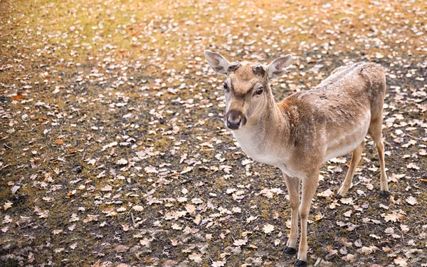 Cerca de ciervos en el claro, otoño —  Fotos de Stock