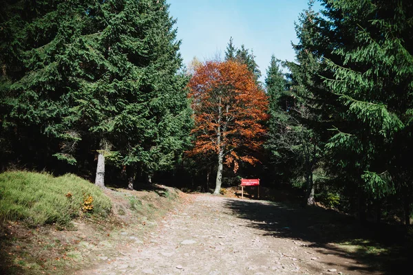 Sentier dans la forêt d'automne, arbres colorés — Photo