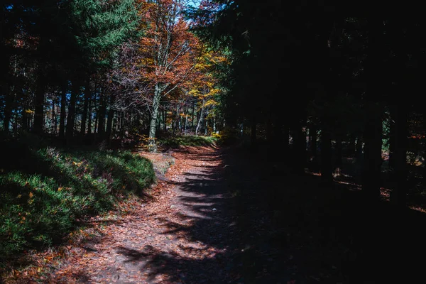 Sentier dans la forêt d'automne, arbres colorés — Photo