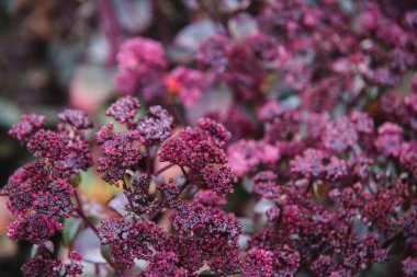 crassulaceae kırmızı çiçekler üzerinde Kapat