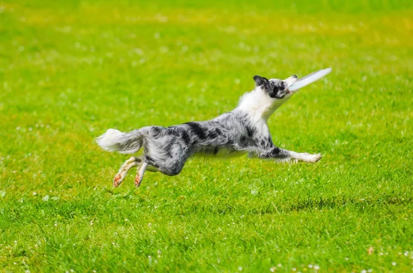 Zamknąć na Border collie skoki z zabawkami — Zdjęcie stockowe