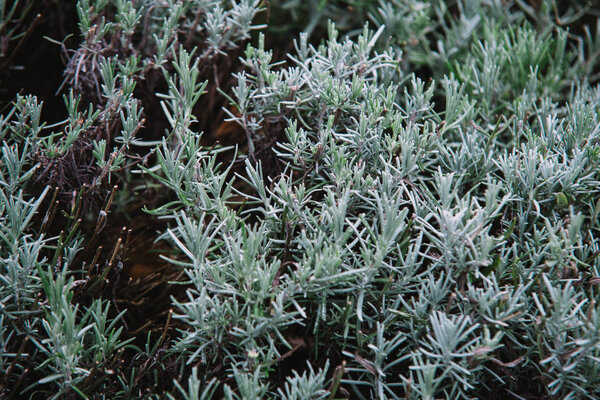 Close up on lavendula anfustifolia