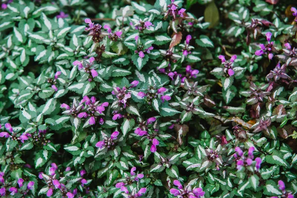 Nahaufnahme von Blüten von Laminum maculatum — Stockfoto