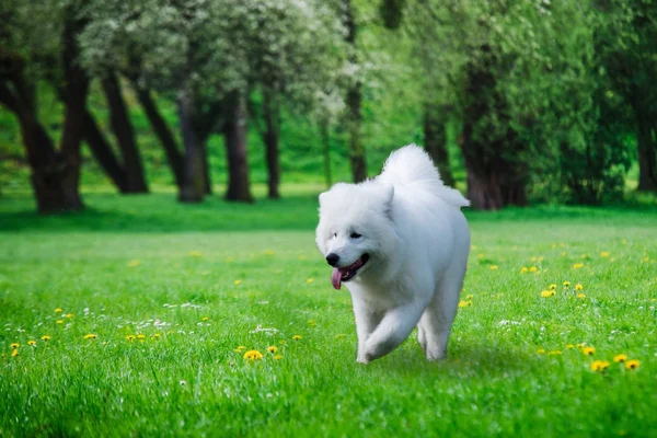 De cerca en el perro Samoyedo corriendo sobre la hierba — Foto de Stock