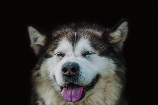 De cerca en Alaska malamute sobre fondo negro — Foto de Stock