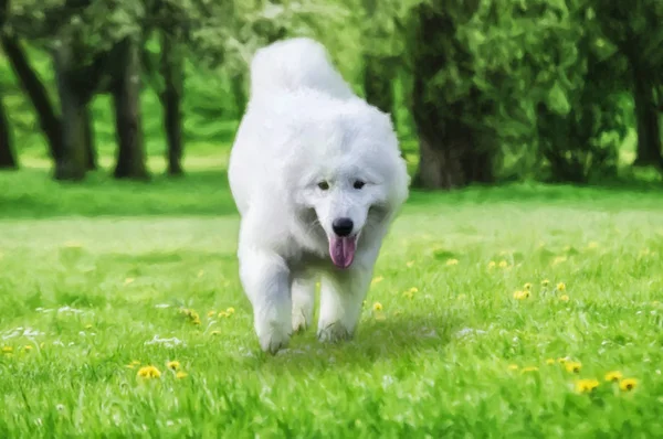 Samoyed köpek çim üzerinde çalışan yakın çizim — Stok fotoğraf