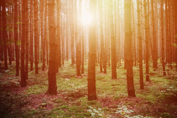 森、黒と白の真ん中に重い日の出 — ストック写真