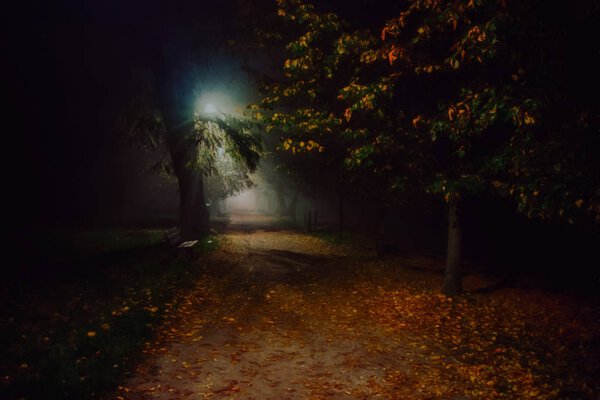 Illustration of fog in the park at night, soft focus