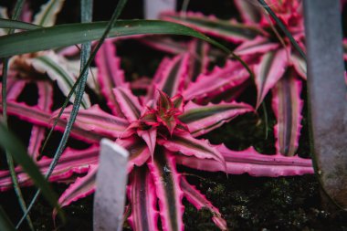 Cryptanthus yaprağı, üstten görünüm yakın çekim