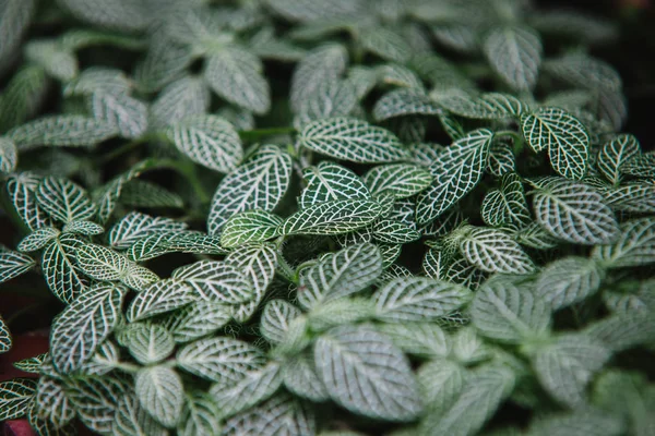 Nahaufnahme auf fittonia green leaf, Draufsicht — Stockfoto