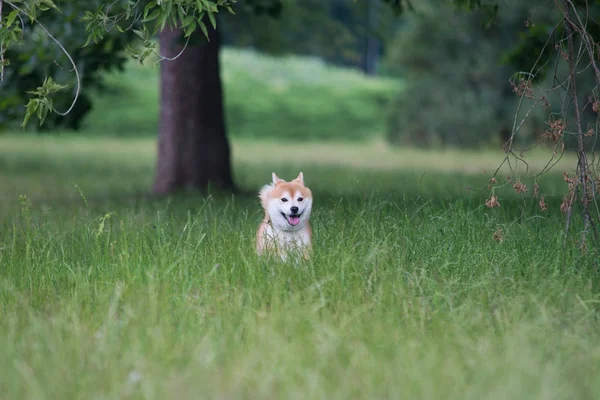 Rosso felice shiba inu in esecuzione su erba — Foto Stock