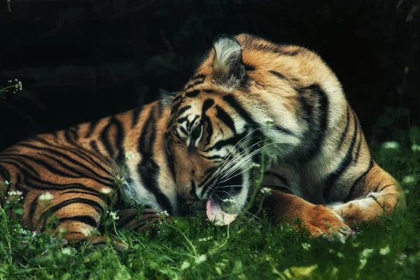 Cerca de tigre Panthera tigris sumatrae en la hierba —  Fotos de Stock