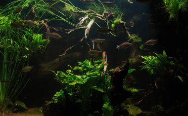Yeşil tatlı su akvaryum üzerinde kapat