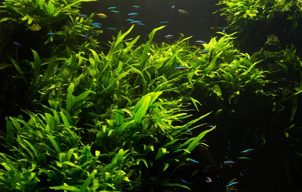 Close up on green fresh water aquarium — Stock Photo, Image