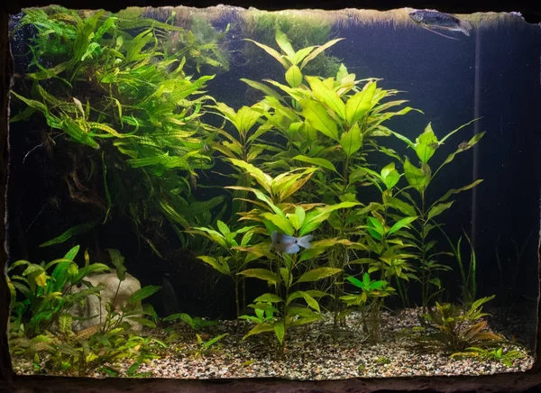 Close-up op groene zoetwater aquarium — Stockfoto