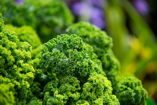 ケールにクローズ アップ。緑の野菜の葉、健康的な食事、ベジータ — ストック写真