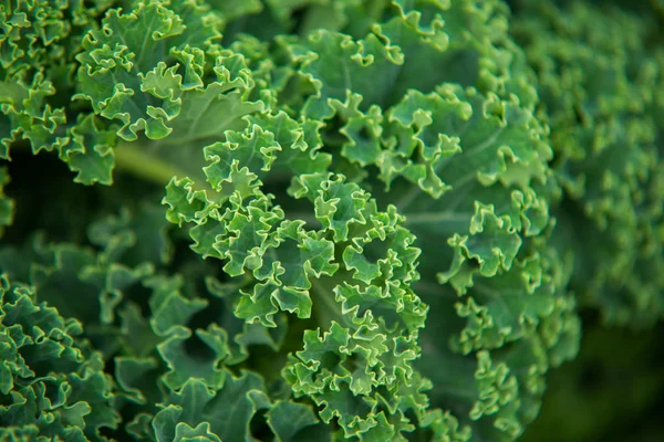 ケールにクローズ アップ。緑の野菜の葉、健康的な食事、ベジータ — ストック写真