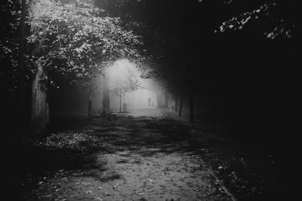 Brouillard dans le parc, nuit, mise au point douce, iso élevé, noir et blanc — Photo