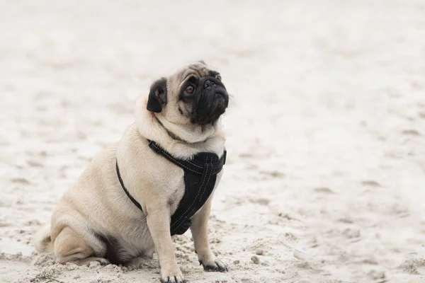 Close-up em pug dog na areia, cara triste — Fotografia de Stock