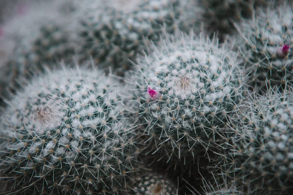 Primer plano en cactus mammillaria, vista superior — Foto de Stock