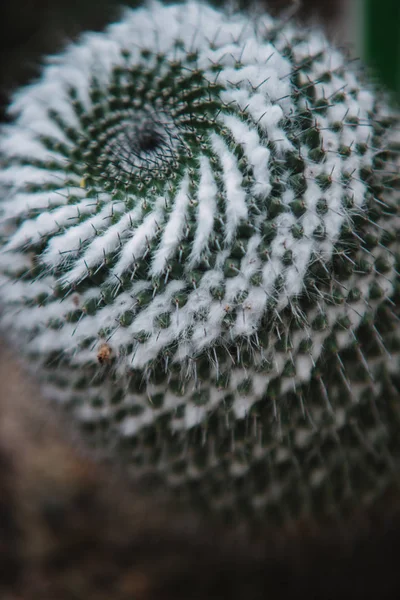 Primer plano en cactus mammillaria, vista superior — Foto de Stock