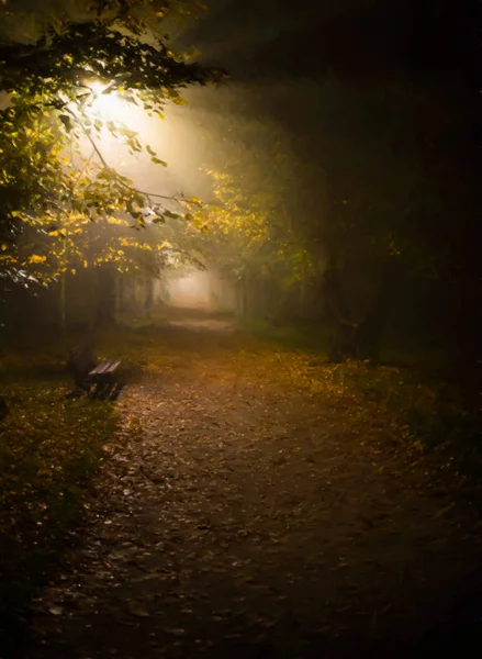 Ilustración de niebla en el parque . — Foto de Stock