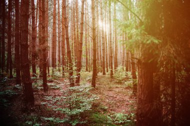  Ormanın ortasında ağır gündoğumu, siyah ve beyaz, NAT