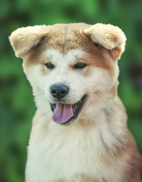 Gros plan sur Akita inu chiot pur-sang chien visage — Photo