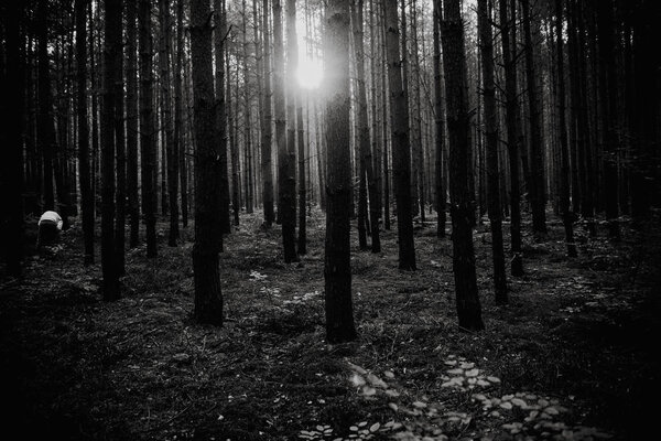 Sunrise in the middle of the forest, black and white