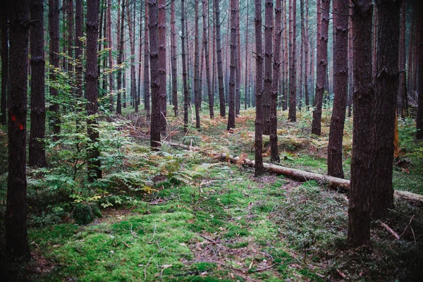 Au milieu de la forêt, fond naturel — Photo