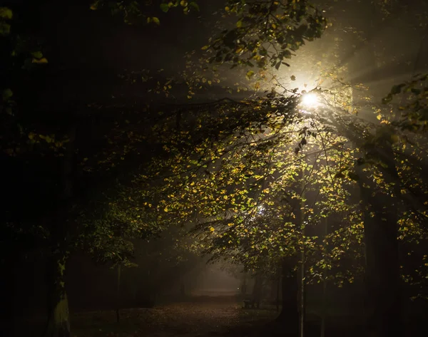 公園の霧 柔らかい焦点 高いイソ — ストック写真