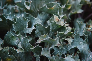 Eryngium maritimum, üstten görünüm üzerinde Kapat