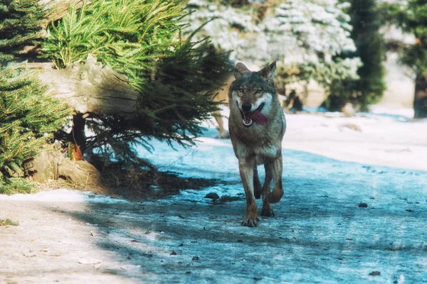 Close up on running wolf in the forest — Stock Photo, Image