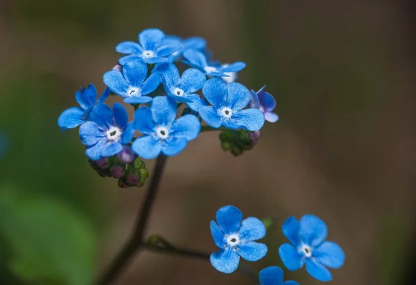 Vicino sul fiore blu "non dimenticarmi " — Foto Stock