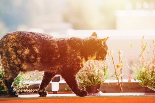 Balkonda güneş objektif parlama ile kedi — Stok fotoğraf