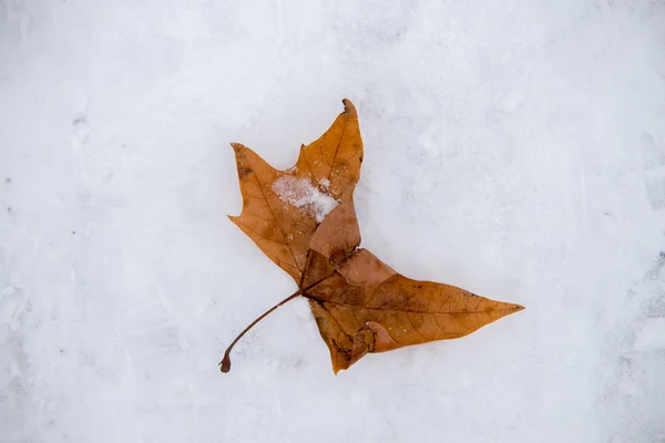 Gros plan sur la feuille orange sur la glace et la neige — Photo