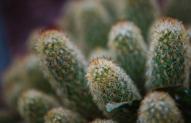 Mammillaria yaprak ve bitki üzerinde Kapat