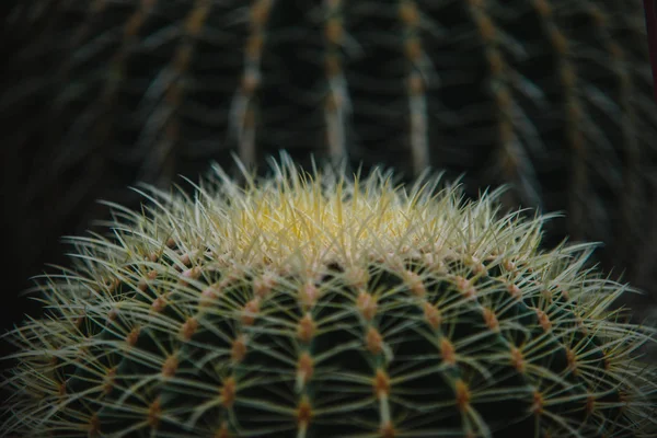 Κλείστε Επάνω Echinocactus Grusoni Φύλλων Και Φυτών — Φωτογραφία Αρχείου