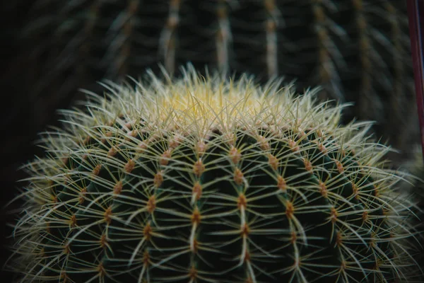 Κλείστε Επάνω Echinocactus Grusoni Φύλλων Και Φυτών — Φωτογραφία Αρχείου